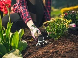 Работа с ръчна гребла MTF Elite между цъфтящи цветя в градината